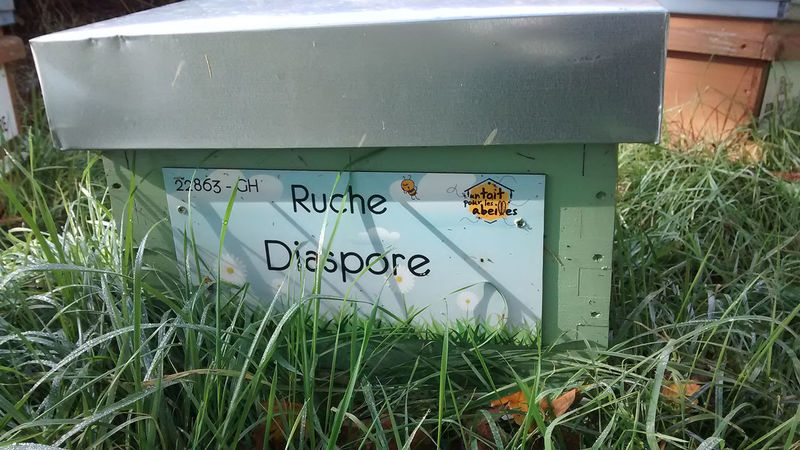 La ruche Diaspore