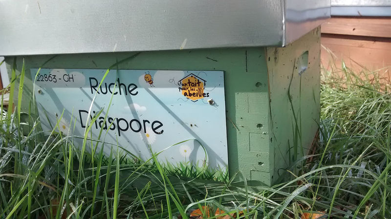 La ruche Diaspore