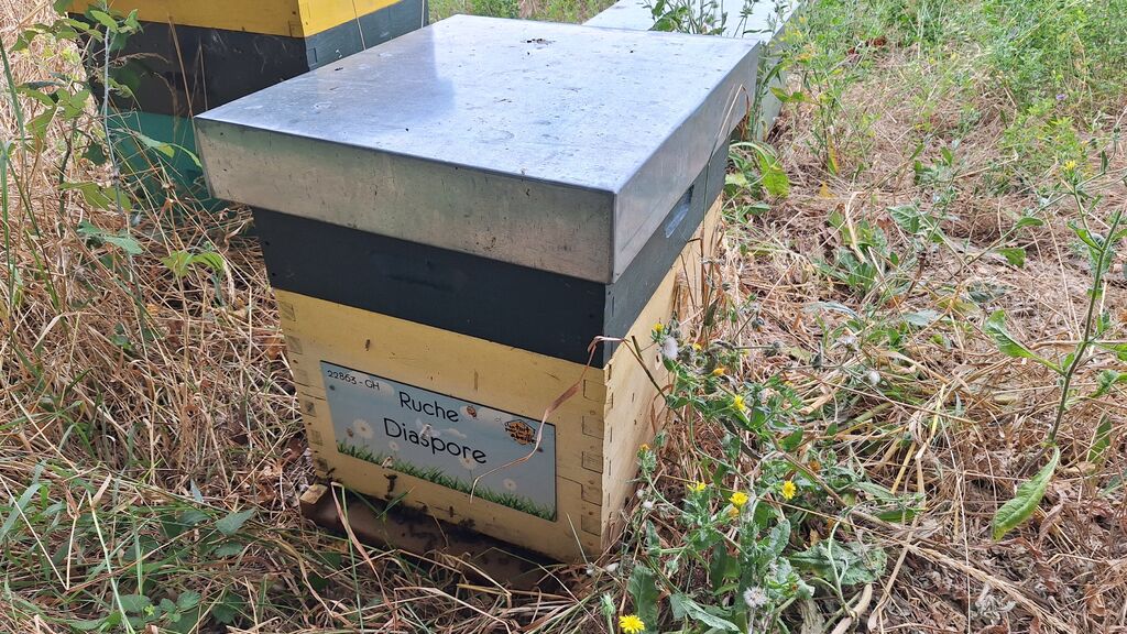 La ruche Diaspore