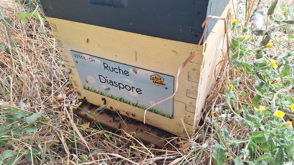 La ruche Diaspore