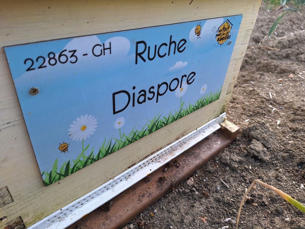 La ruche Diaspore
