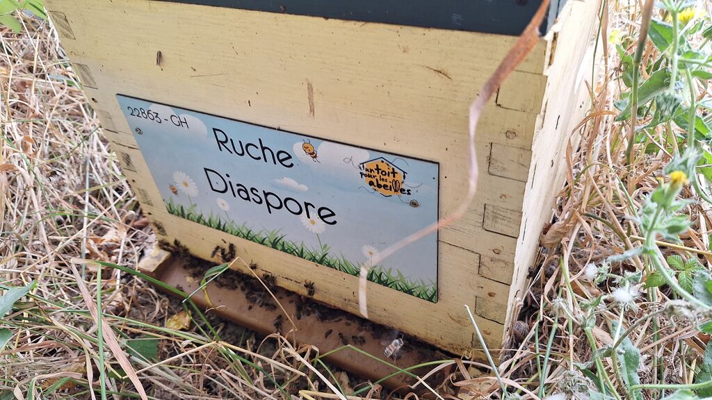 La ruche Diaspore