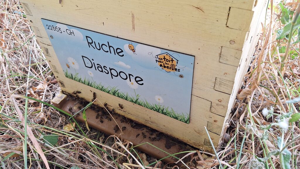La ruche Diaspore