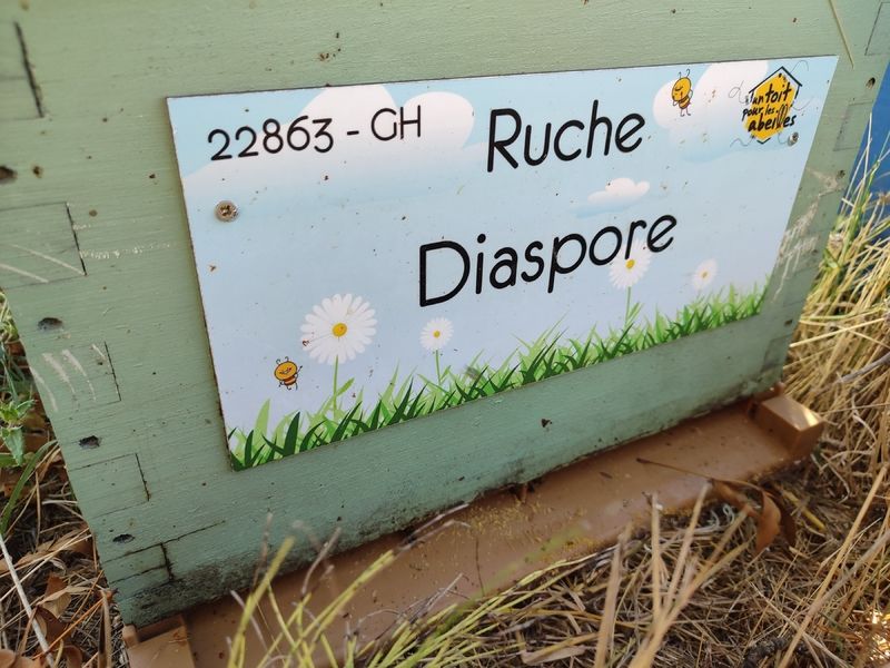 La ruche Diaspore