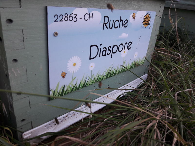 La ruche Diaspore