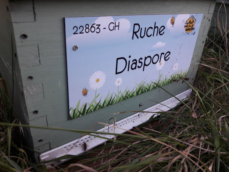 La ruche Diaspore