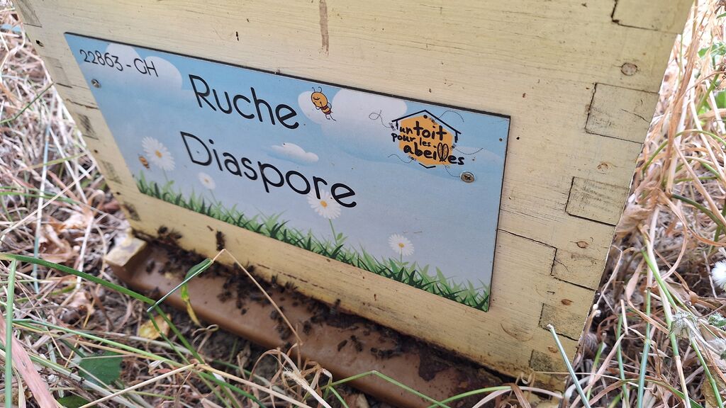 La ruche Diaspore