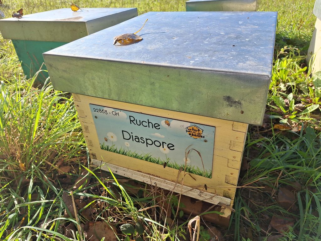 La ruche Diaspore