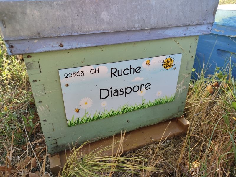 La ruche Diaspore