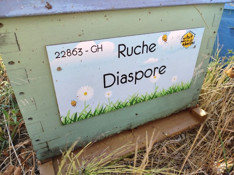La ruche Diaspore