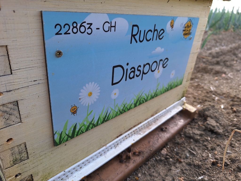 La ruche Diaspore