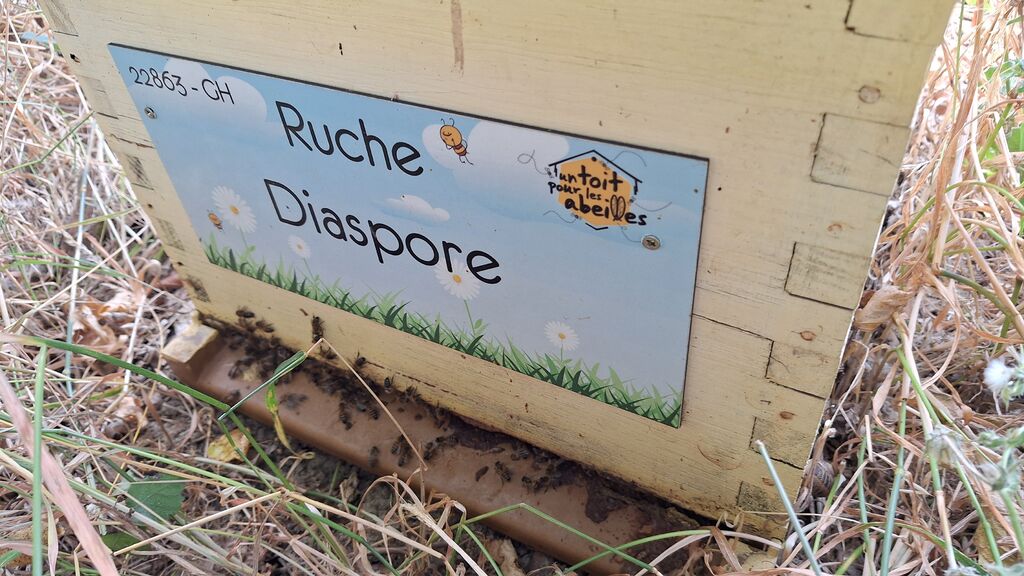 La ruche Diaspore