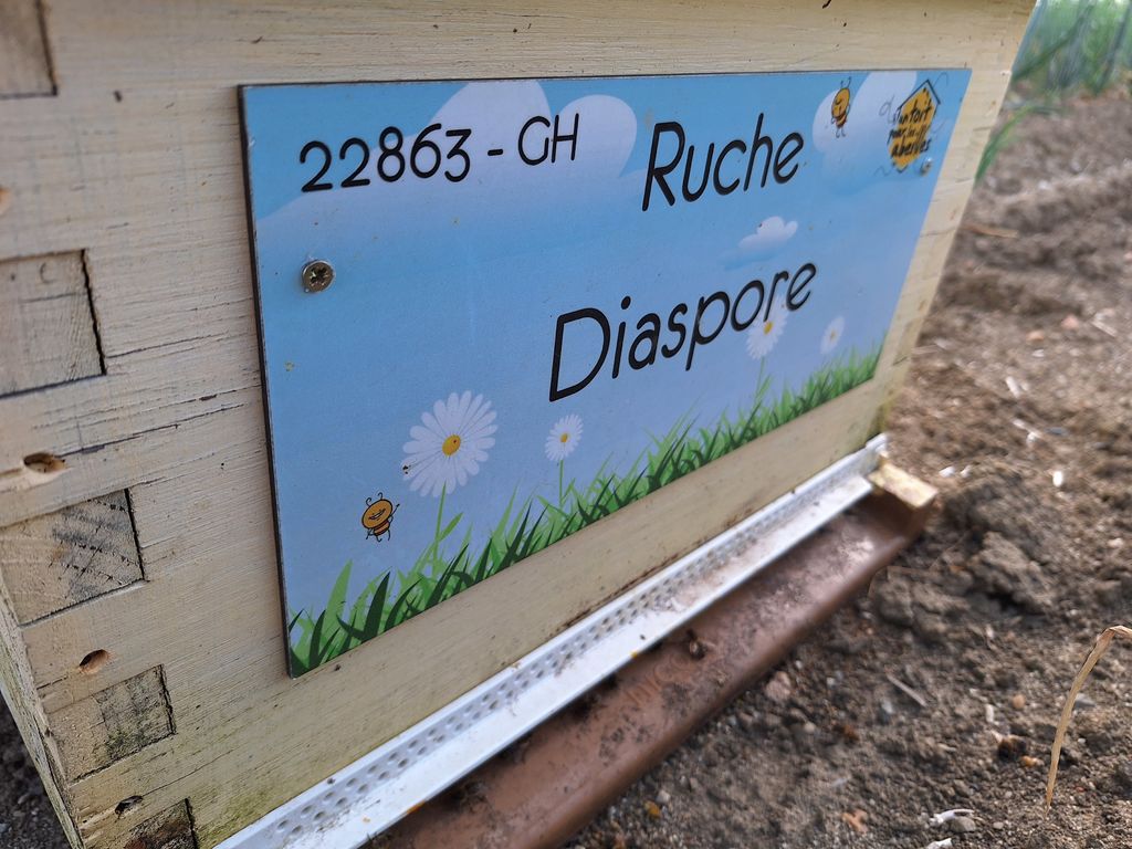 La ruche Diaspore