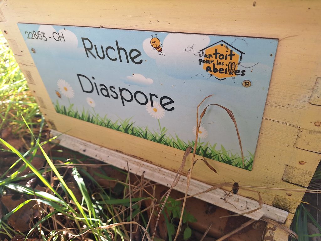 La ruche Diaspore
