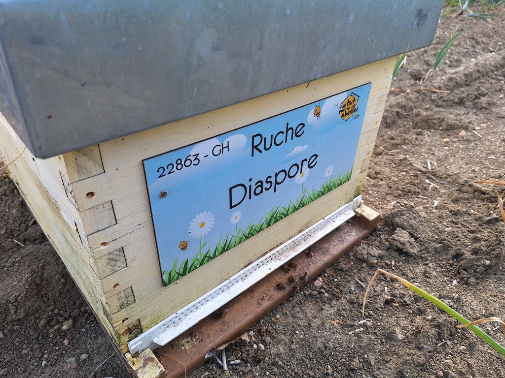 La ruche Diaspore