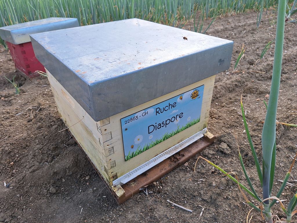 La ruche Diaspore
