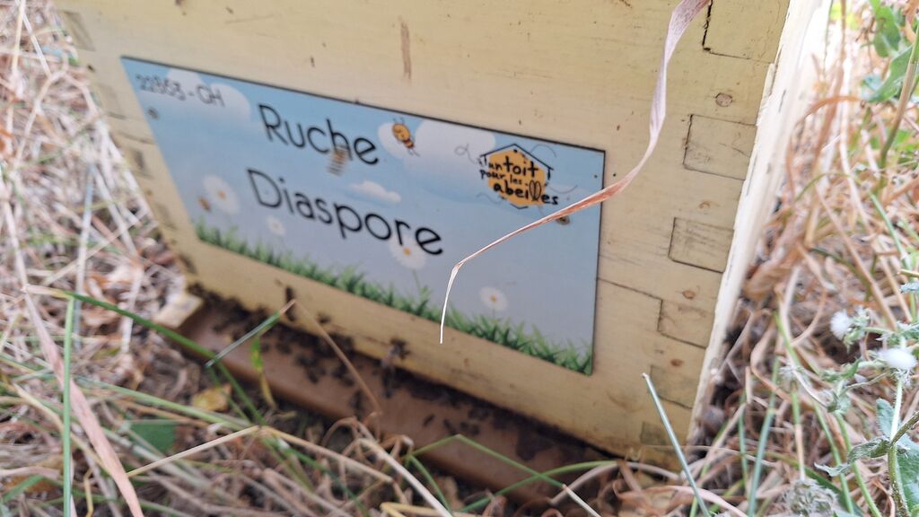 La ruche Diaspore