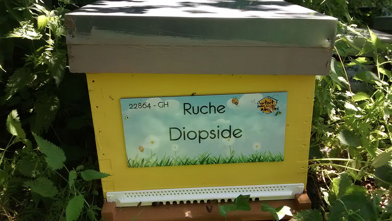 La ruche 