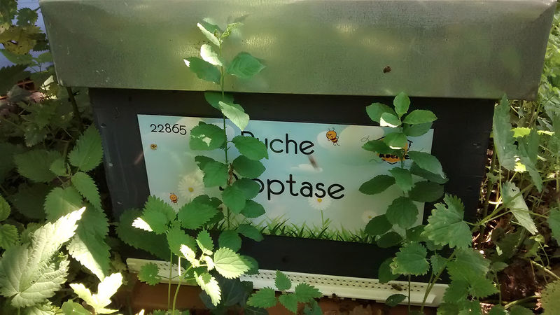 La ruche
