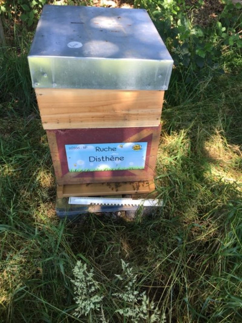 La ruche Disthène
