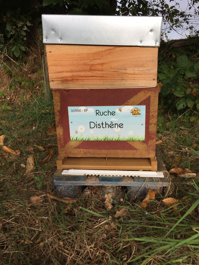 La ruche Disthène