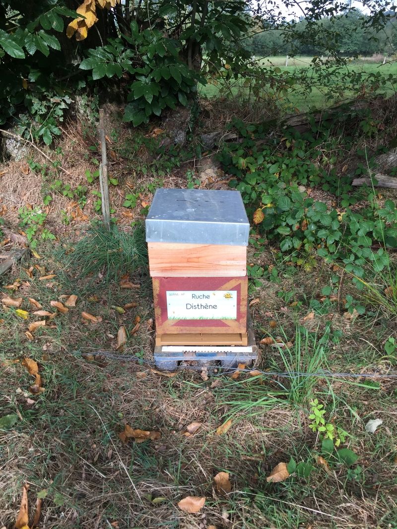La ruche Disthène