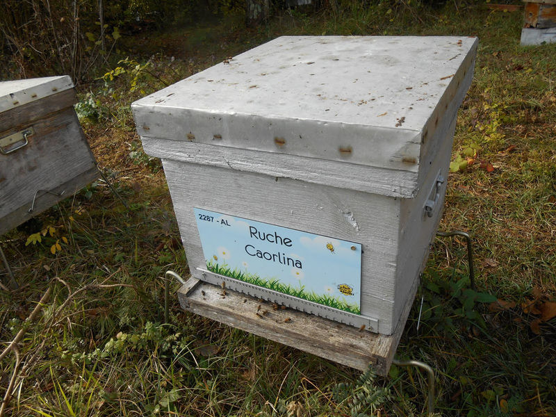 La ruche Caorlina