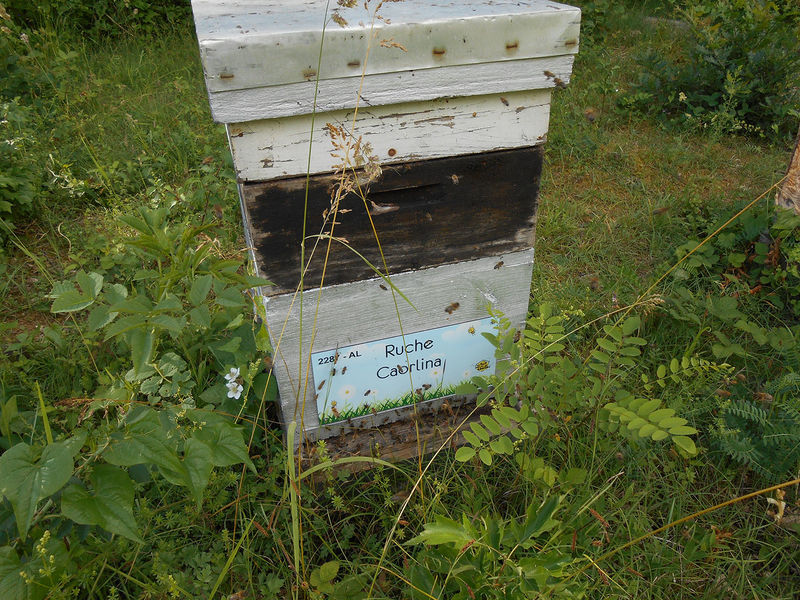 La ruche Caorlina