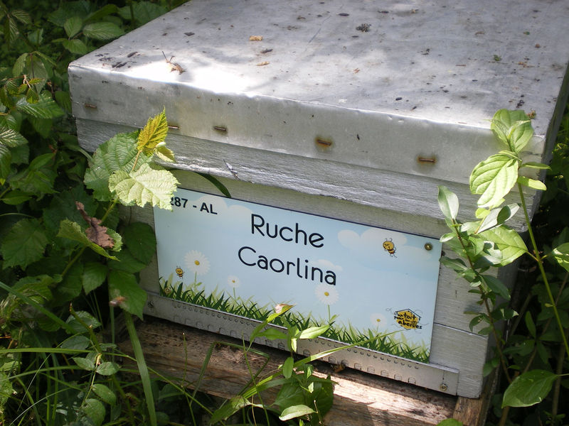 La ruche