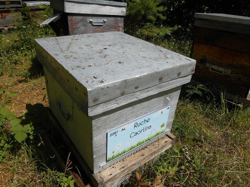 La ruche Caorlina