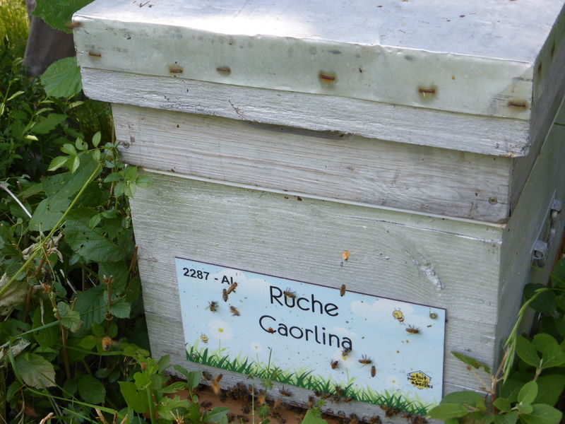 La ruche Caorlina