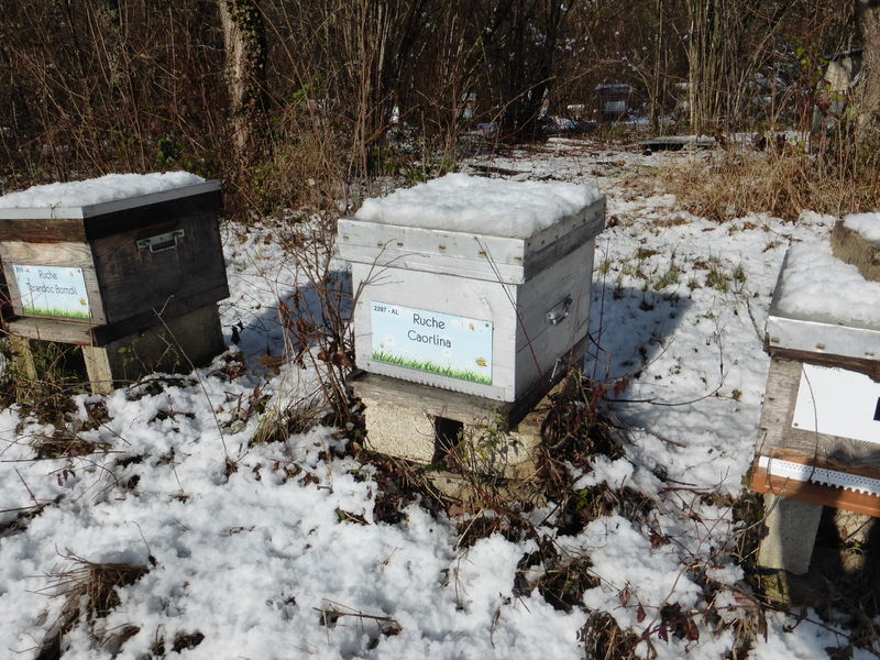 La ruche Caorlina