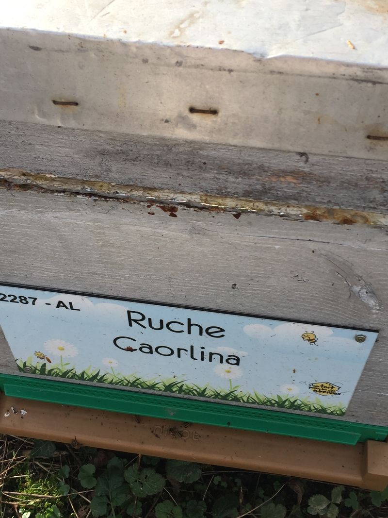 La ruche Caorlina