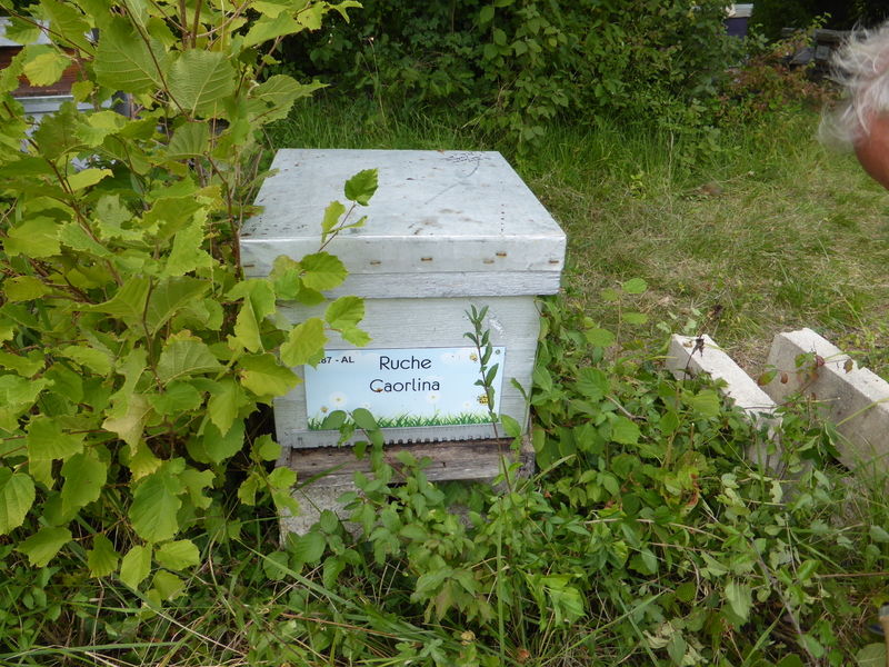 La ruche Caorlina