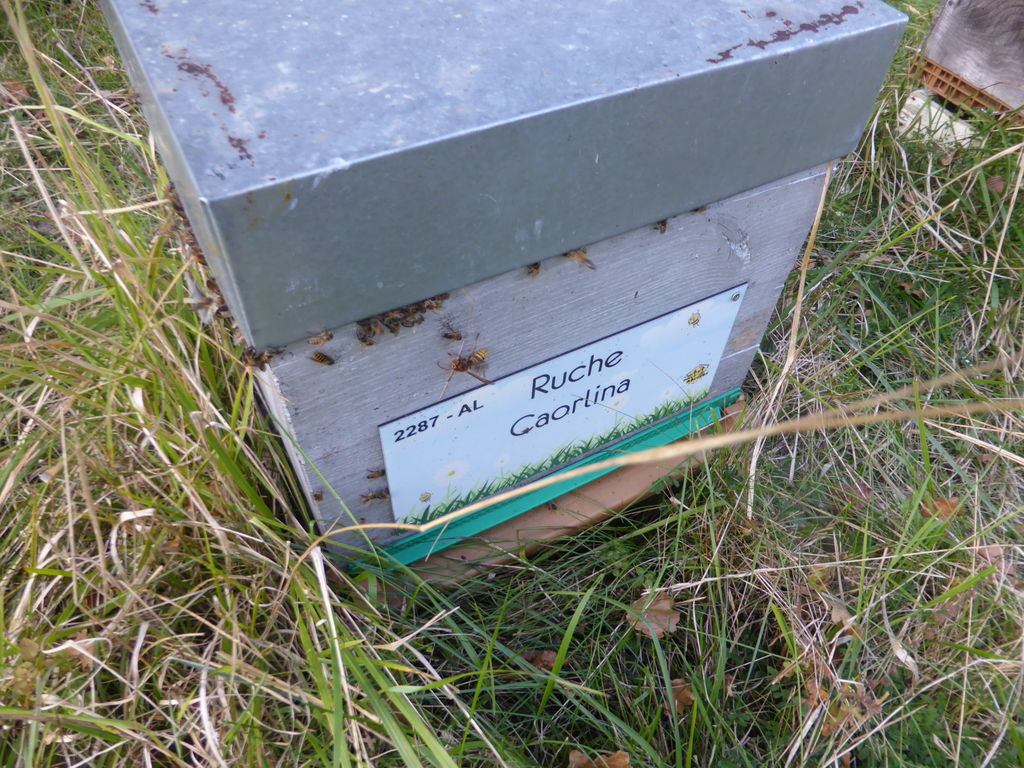 La ruche Caorlina