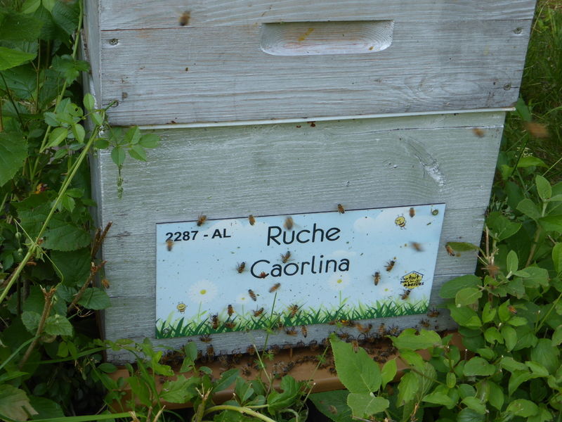 La ruche Caorlina