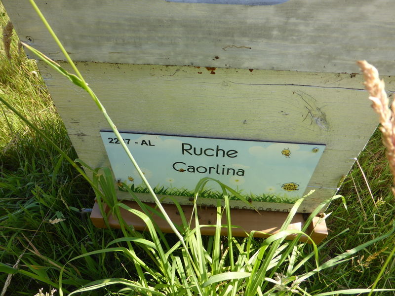 La ruche Caorlina