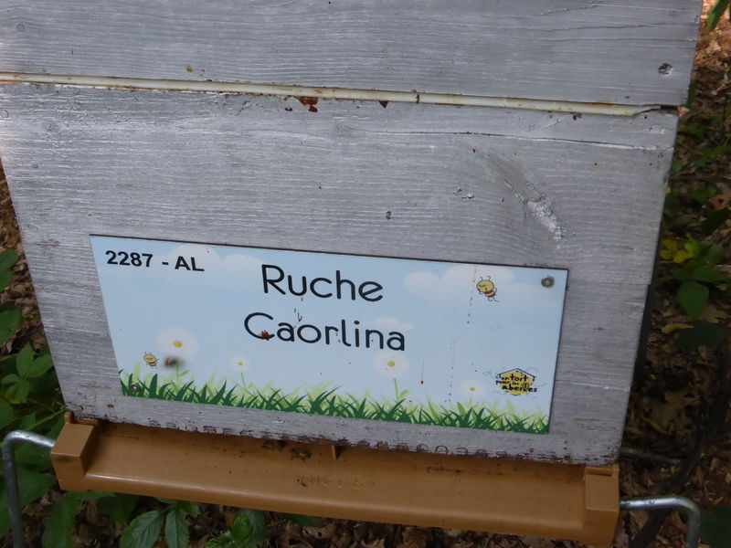 La ruche Caorlina