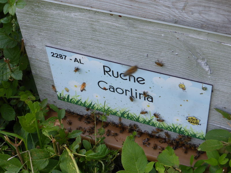 La ruche Caorlina