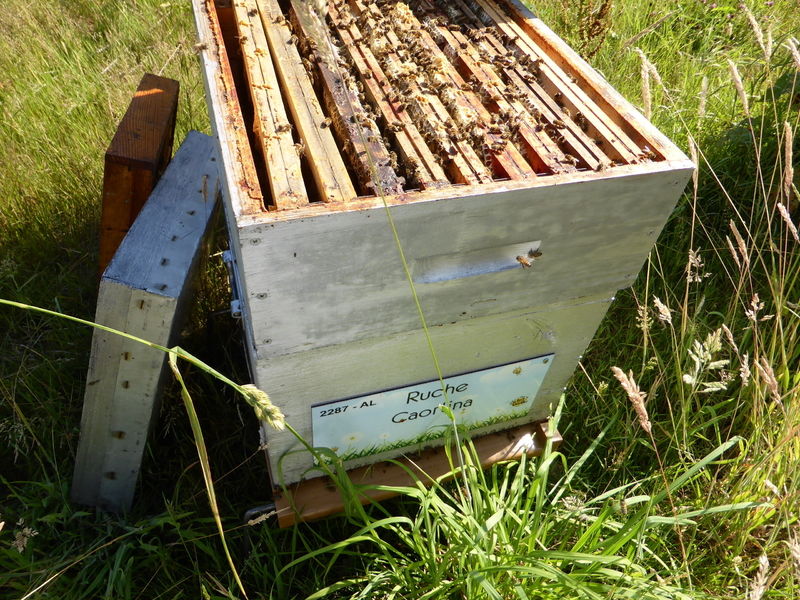 La ruche Caorlina