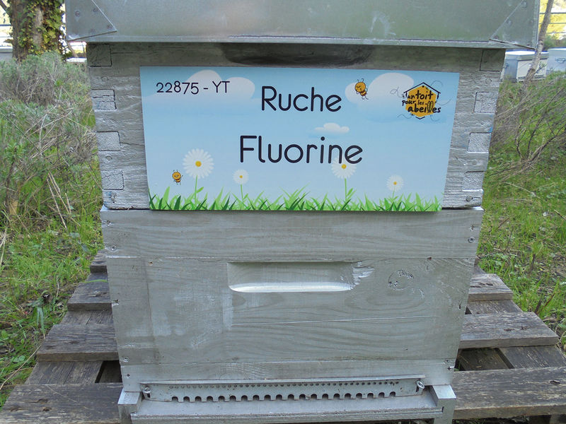 La ruche Fluorine