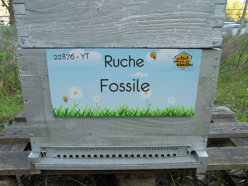 La ruche