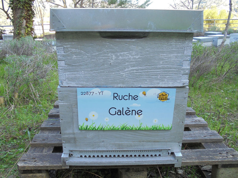 La ruche
