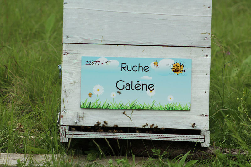 La ruche Galène