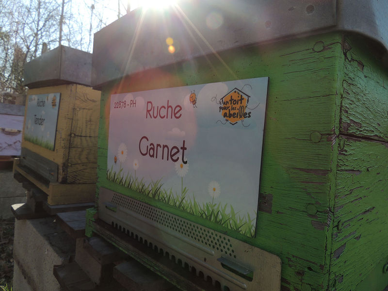 La ruche Garnet
