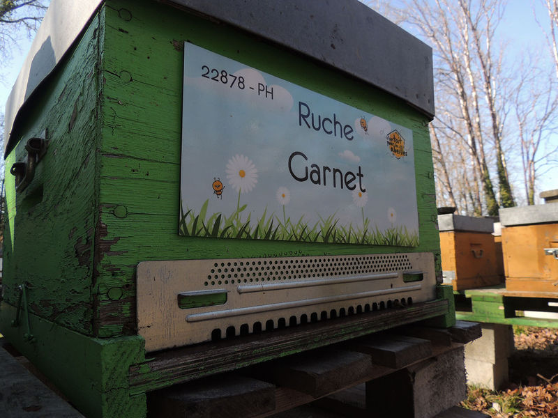 La ruche Garnet