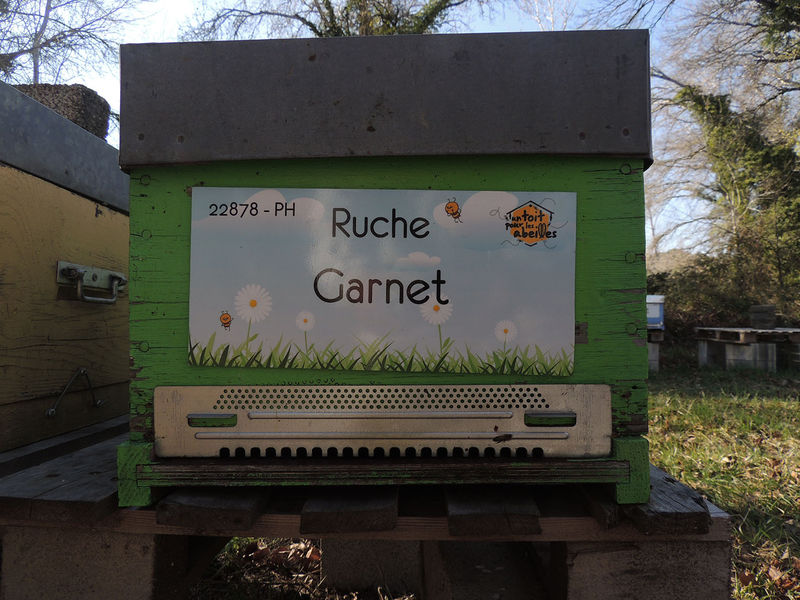 La ruche Garnet