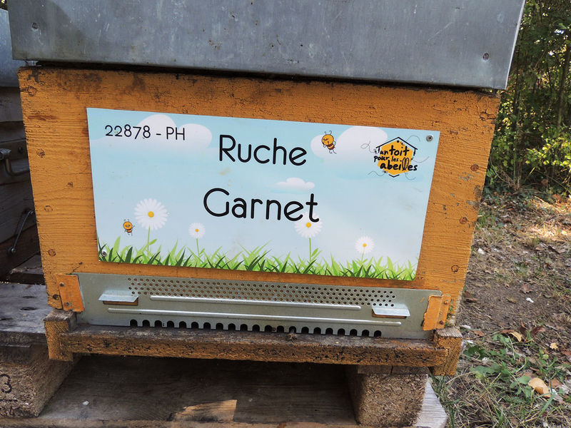 La ruche Garnet
