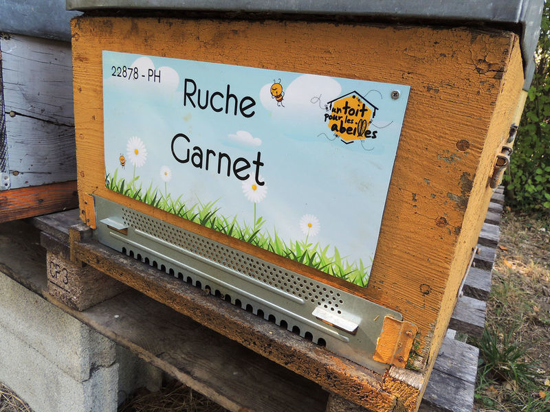 La ruche Garnet