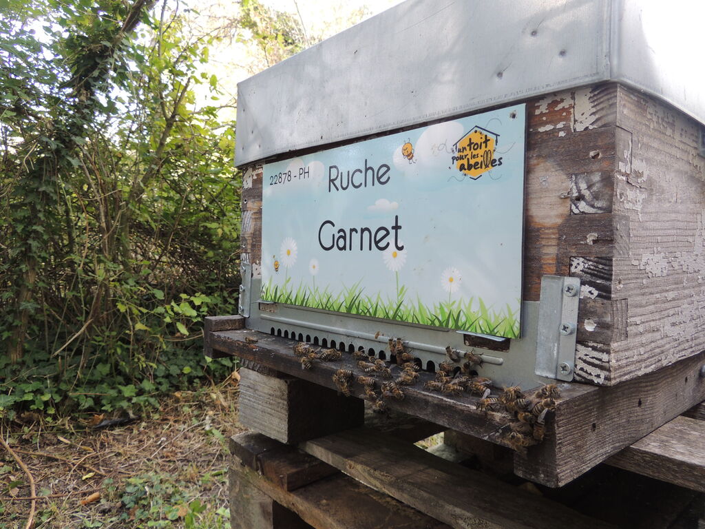 La ruche Garnet